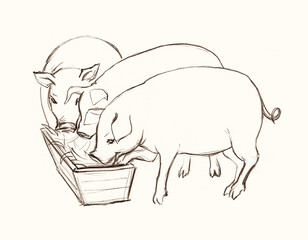 Pigs eat from a trough. Pencil drawing