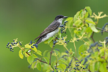 Kingbird on a branch with green background