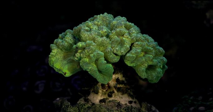 Caulastrea neon coral. Caulastrea furcata. Coral in aquarium. Undersea world. Life in a coral reef.