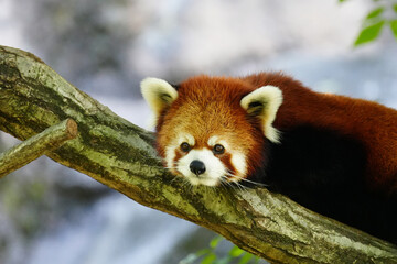 木の上で休みながらじっと一点を見つめるレッサーパンダ