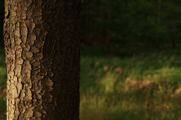 Closeup pine tree in a forest