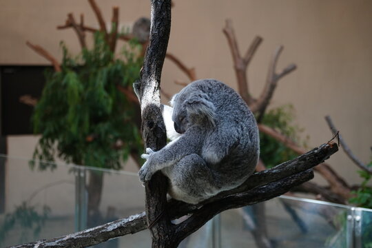 左向きでしっかりと木につかまったまま眠るコアラ