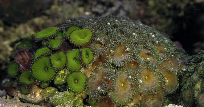 Zoanthus polyps in coral reef aquarium tank. Coral in aquarium. Undersea world. Life in a coral reef.