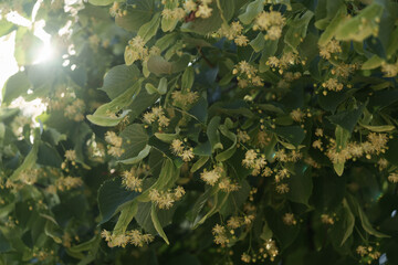 Fototapeta na wymiar Linden tree blossom in late spring closeup shot