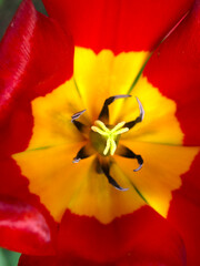 inside of a red tulip with a yellow center, petals and pollen
