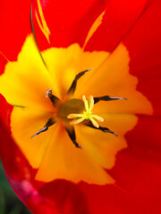 inside of a red tulip with a yellow center, petals and pollen