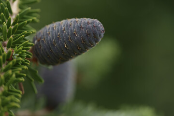 Closeup photo of purplr cones on korean fir tree