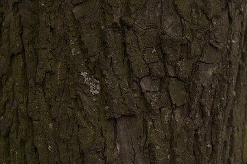 Closeup shot of linden bark