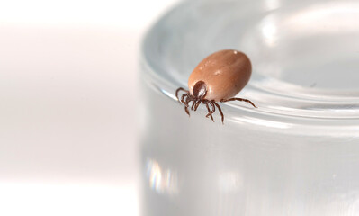 Tick insect isolated on a white background. A disease-spreading parasite. A full, dangerous insect tick with a large abdomen. - obrazy, fototapety, plakaty
