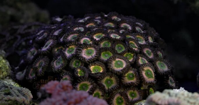 Zoanthus polyps in coral reef aquarium tank. Coral in aquarium. Undersea world. Life in a coral reef.