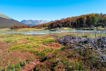 Hiking trail to the Esmeralda lake through magical colorful austral forests, peat bogs, dead trees,...
