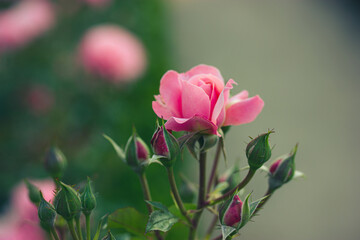 Rosebud fresh rose on a rose bush in a botanical garden, park in spring, summer. Flowering buds. Floriculture, growing flowers, plants care concept. Fragrant flower for perfumery, cosmetics production