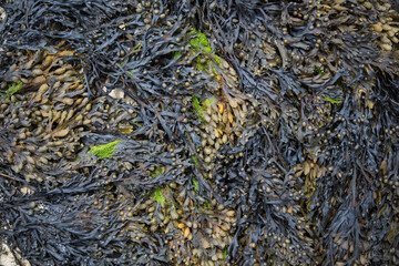 Brown and green algae or seaweed or bladder wrack at a beach in Brittany, France, ecology concept,...