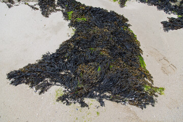 Brown and green algae or seaweed or bladder wrack on a sandy beach in Brittany, France, ecology...