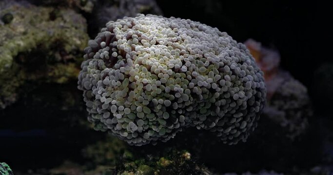 Yellow "euphyllia parancora" coral in coral reef aquarium tank.  Coral in aquarium. Undersea world. Life in a coral reef.
