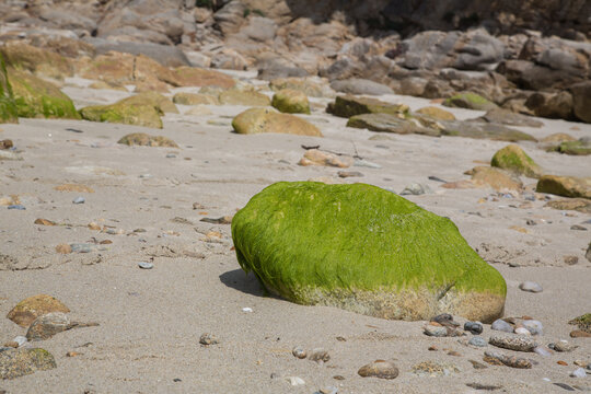 Green algae or seaweed on a coastal rock at the beach at the Atlantic ocean in Brittany, France, ecology concept, blurred background