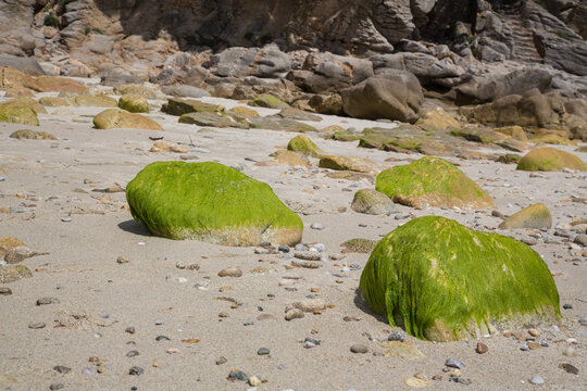 Green algae or seaweed on rocks at a beach at the Atlantic ocean in Brittany, France, ecology concept, blurred background
