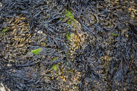 Brown and green algae or seaweed or bladder wrack at a beach in Brittany, France, ecology concept, texture, nature background, close up