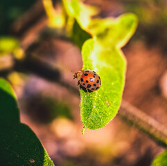 Macro shot of lady bug, beautiful nature, beautiful wildlife, beautiful insect