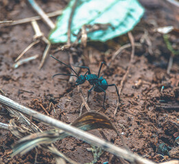 Macro shot of black ant on the ground