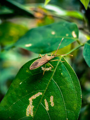 Macro shot of stinky bug on a leaf