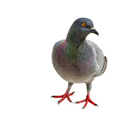 Grey dove, pigeon isolated on white background.