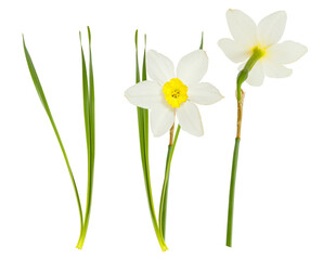 Single isolated white flowers Daffodils on white background. Spring season bloom of Jonquil. Blossom of spring flowers narcissus. Celebrating of St. David's Day