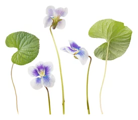 Fotobehang Single flowers and leaves of garden Viola (white, blue and purple colors) isolated on white background. Bouquet of white spring Viola flowers. White pansy flowers  © Olga Mishyna
