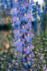 Deep blue and violet color Pacific Hybrid Delphinium flowers in a garden. Idea for postcards, greetings, invitations, posters, background. Vertical photo.