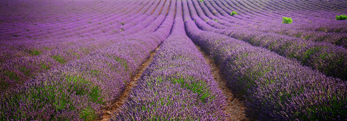 Blooming Lavender field