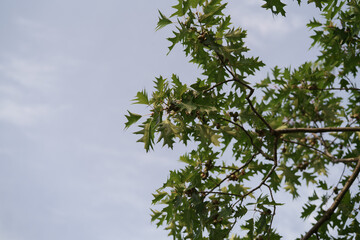 Red oak tree with acorns in sunset light