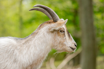 Bad Harzburg Wildgehege Ziege Kopf