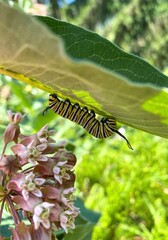 Endangered monarch butterfly caterpillar on milkweed