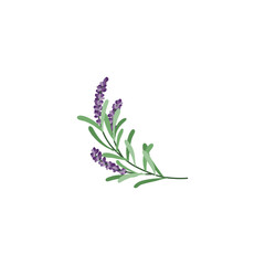 Fototapeta na wymiar Lavender flower logo. Botanical hand drawn vintage floral collection