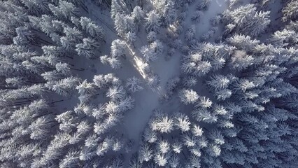 Flight over snow-covered trees in the mountains in winter