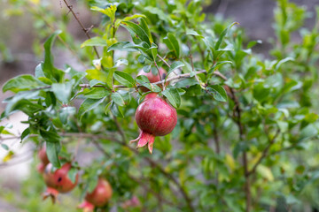 Pomegranate Punica granatum fruit growing on a tree