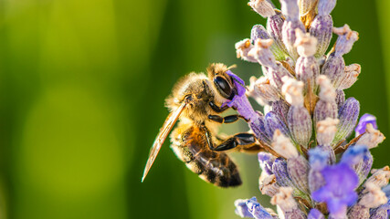 European Honey Bee or Western Honey Bee, Apis mellifera on lavender flowers