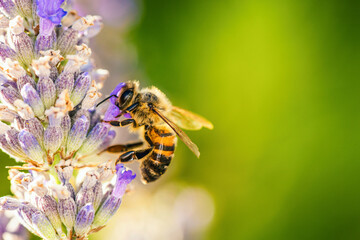 European Honey Bee or Western Honey Bee, Apis mellifera on lavender flowers