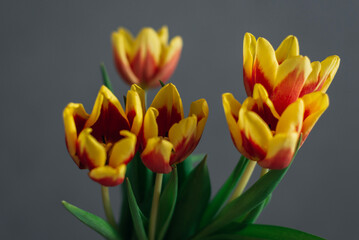Fototapeta premium Orange tulips in a vase on a gray background.