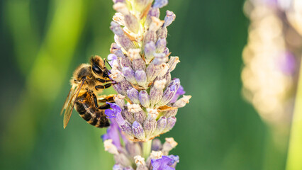 European Honey Bee or Western Honey Bee, Apis mellifera on lavender flowers