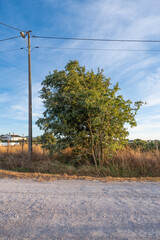 Lonely tree in the countryside