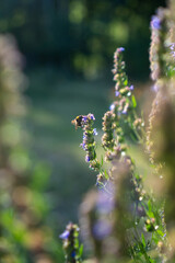 Hummel oder Biene saugt Nektar und Pollen an Ysop in einer Kräuterspirale