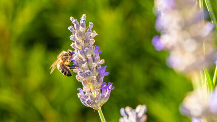 European Honey Bee or Western Honey Bee, Apis mellifera on lavender flowers