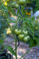 Stabtomate Tomate Sorte Matina Martina an einer Spirale im Freiland wachsend / Konzept: Freilandtomaten an Rankhilfe