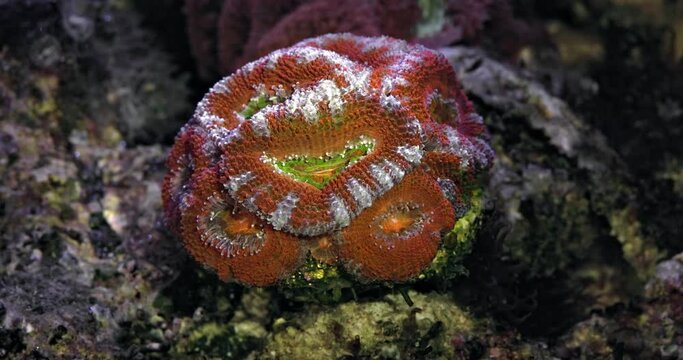 Red colorful acanthastrea micromussa lordhowensis. Purple and Green Blastomussa wellsi (LPS coral) in a reef aquarium. Coral in aquarium. Undersea world. Life in a coral reef.