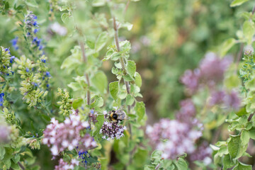 Hummel oder Biene an einem Oregano zusammen mit Ysop