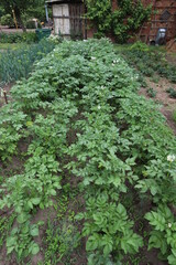 Fototapeta na wymiar Reihen mit Kartoffelpflanzen in einem Garten