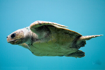 Tortue de mer