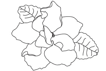 
violets is drawn with a black outline, it is intended for cards, tattoos, fabric and clothes printing, coloring, labels, Valentine, March 8 and you can use it in different cases.