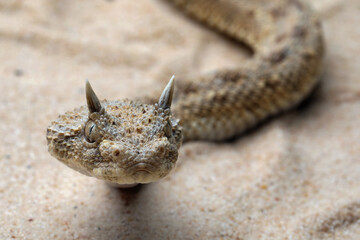 Cerastes cerastes snake commonly known as the Saharan Horned Viper or Desert Horned Viper.